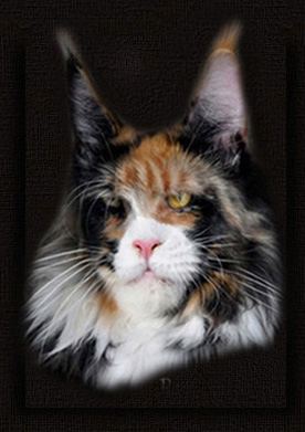 Summerplace Rata Toullie